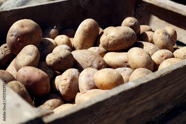 Obraz Potatoes in a wooden box. 