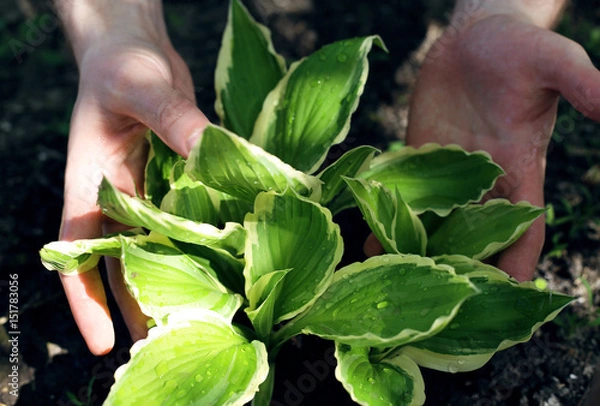 Fototapeta Green garden flower in male hands