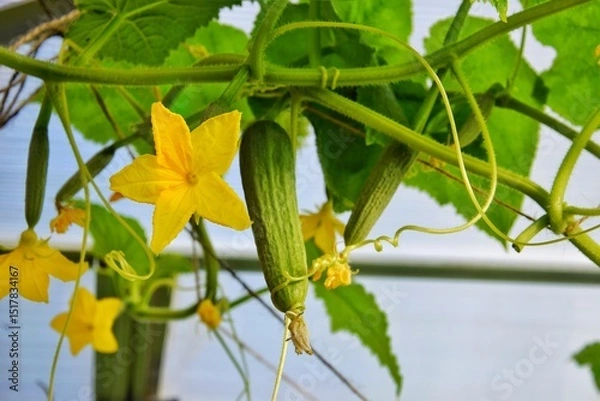 Obraz A branch with small cucumbers and yellow cucumber flowers in a greenhouse.