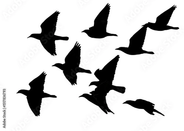 Fototapeta png herd of birds fly on clear backgroung