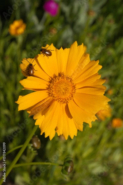 Obraz Fleur de coréopsis avec deux insectes posés sur les pétale