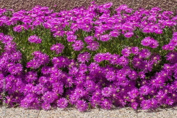 Obraz Massif de fleurs d'aster