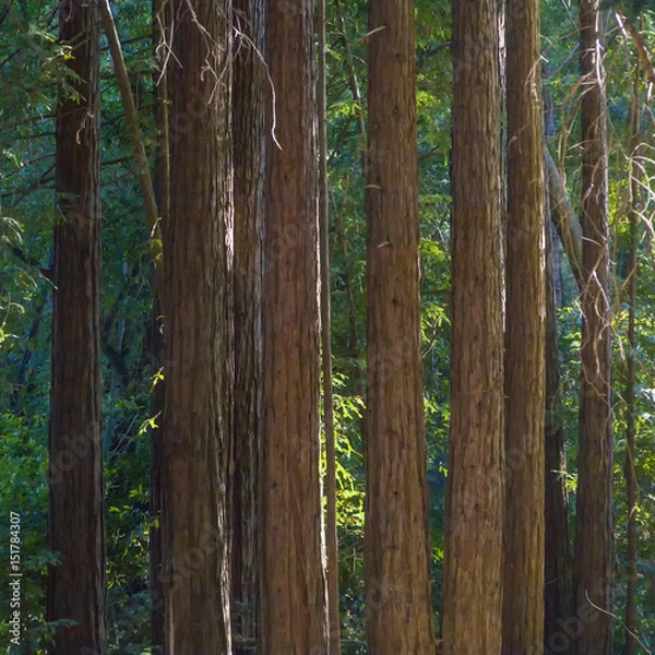 Fototapeta detail of sequoia trees in Pfeiffer Big Sur State Park