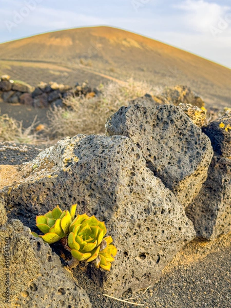 Fototapeta CLOSE UP, DOF: Cluster of green succulents with fleshy leaves clings to life among porous black lava rocks. Vibrant and resilient plants thrive in the harsh, arid environment of volcanic Lanzarote.