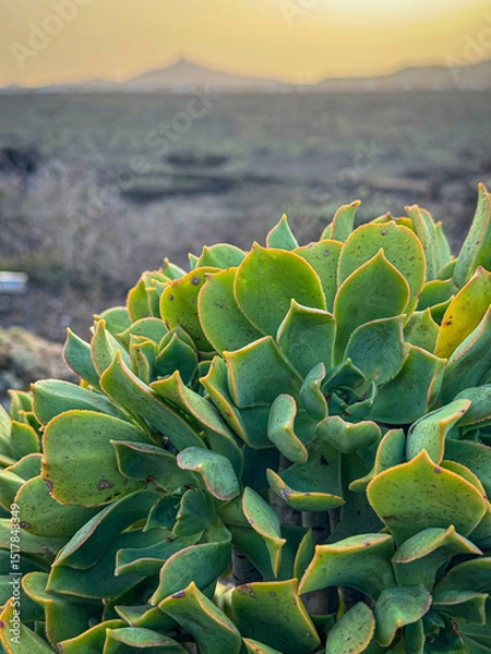 Fototapeta CLOSE UP, DOF: Vibrant green succulents thriving in a volcanic landscape. Their bright green leaves stand out against dark lava rock. Beauty of resilience and adaptability of plants in arid climates.