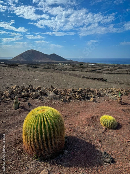 Fototapeta CLOSE UP: Golden barrel cacti dot a stark volcanic landscape, their vibrant color contrasting against the rocky arid environment. Harsh beauty and unique ecosystem of desert region at Lanzarote island