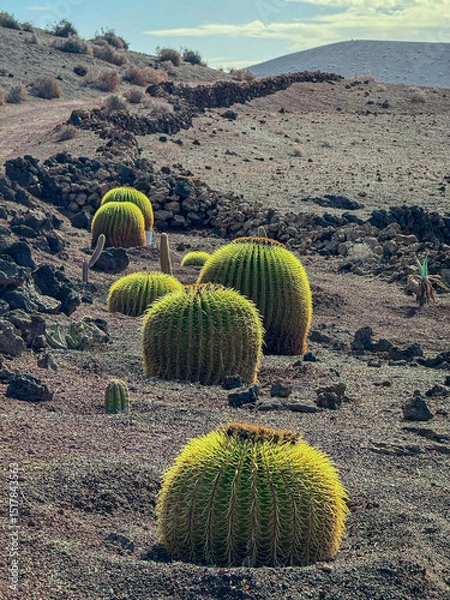 Fototapeta CLOSE UP: Multiple golden barrel cacti line a rocky volcanic slope, bathed in soft light. Their striking symmetry and rugged environment showcase resilience in the harsh desert landscape of Lanzarote.