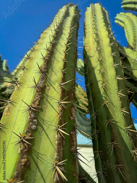 Fototapeta LOW ANGLE VIEW, CLOSE UP, DOF: Tall green cactus spines rising towards clear blue sky. Sharp thorns and spiky textures are illuminated by strong sunlight. Resilient plant thriving in arid climate.