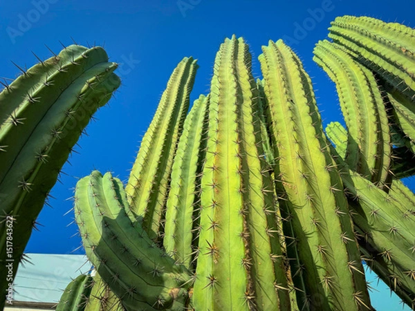 Fototapeta LOW ANGLE VIEW, CLOSE UP, DOF: Thick, spiky green cacti stretch up against a vibrant blue sky. Tall and sharp forms of a thriving thorny desert plant in hot and dry environment of Canary Islands.