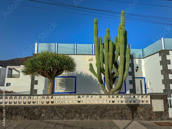 Fototapeta Large green cactus beside a dragon tree framed by stylish white house with blue window frames and glass railing. Residential setting at Lanzarote, bathed in bright sunlight under a clear blue sky.