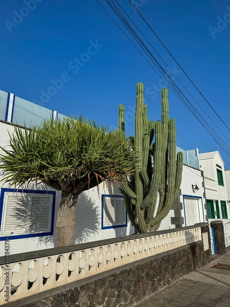 Fototapeta Robust dragon tree and a giant green cactus stand prominently beside a white building with blue window frames. Contrast between natural elements and modern architecture in arid climate of Lanzarote.