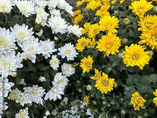 Fototapeta Chrysanthemum multiflora spherical. Chrysanthemum bush round with white and yellow flowers. Autumn chrysanthemum in the garden