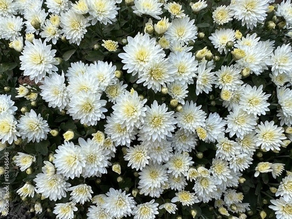 Fototapeta Chrysanthemum multiflora spherical. Chrysanthemum bush round with white flowers. Autumn chrysanthemum in the garden