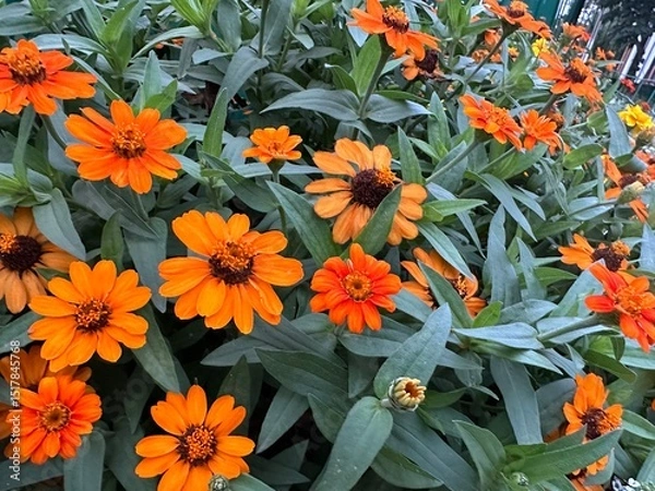 Fototapeta Zinnia angustifolia. Why Zinnia angustifolia does not bloom. Flowers are orange, fiery, red, ginger, yellow. Leaves are green narrow