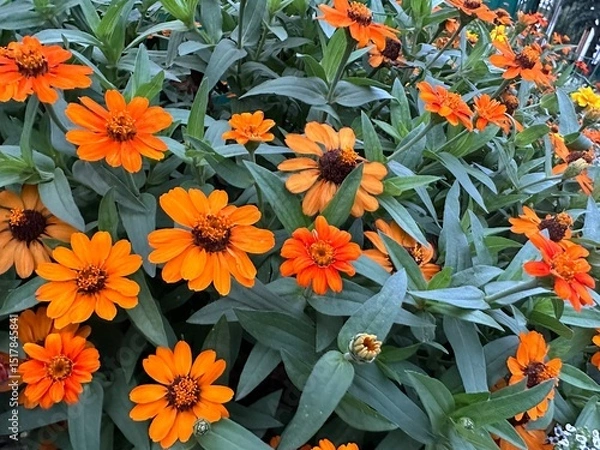 Fototapeta Zinnia angustifolia. Why Zinnia angustifolia does not bloom. Flowers are orange, fiery, red, ginger, yellow. Leaves are green narrow