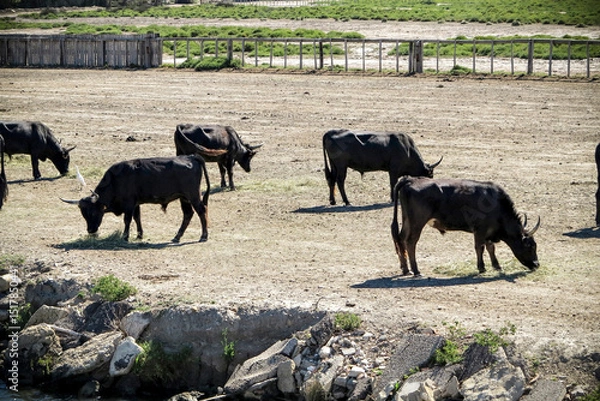 Fototapeta A herd of bulls are grazing hay on the field