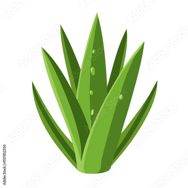 Obraz My Simple flat 2D icon aloe vera isolated on transparent background, vector, flat design, animation design, vector, flat design, animation design, simple flat 2D icon, minimalist design