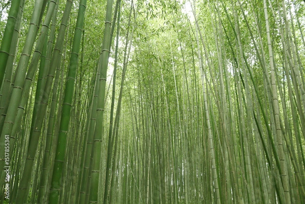 Obraz Famous bamboo grove in Kyoto with no people early at morning