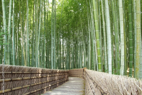 Obraz Famous bamboo grove in Kyoto with no people early at morning