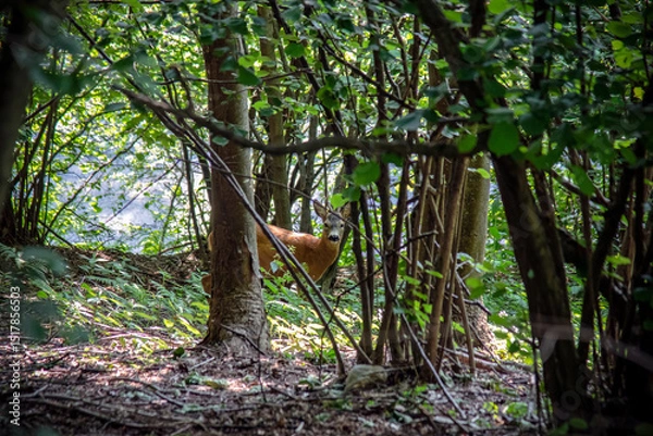 Fototapeta A beautiful deer in the forest