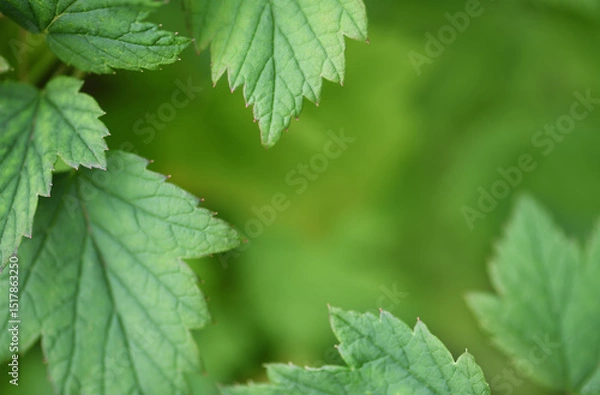 Fototapeta Natural frame with green leaves on soft background