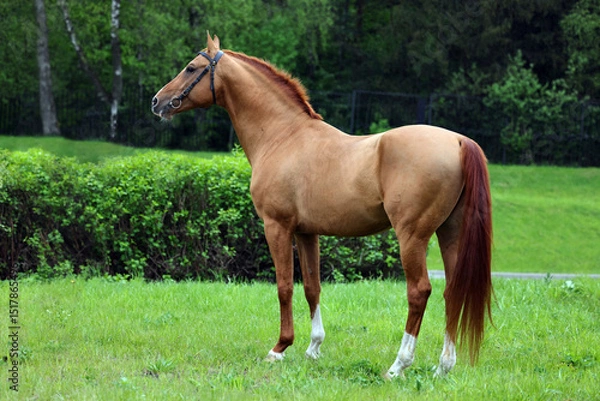 Obraz Thoroughbred young horse posing against summer fields