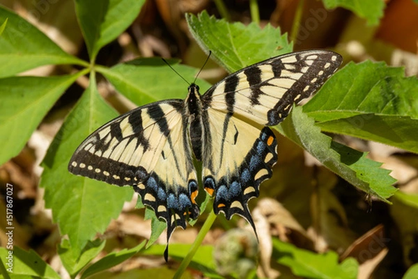 Obraz Eastern Swallowtail butterfly resting on plant