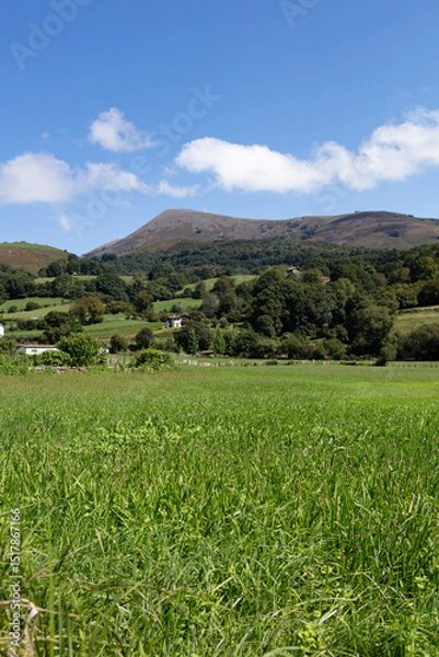 Obraz green grass landscape