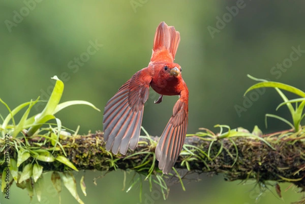 Obraz Summer Tanager leaving perch to fly