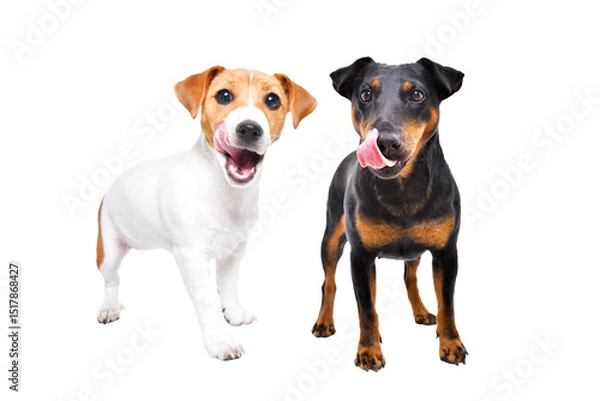 Fototapeta Two dogs of the Jagdterrier and Jack Russell Terrier breeds lick their lips standing isolated on white background