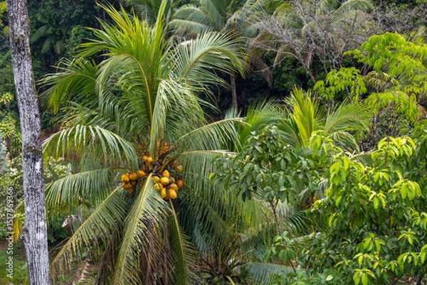 Obraz Ripe coconuts in tree, Costa Rica