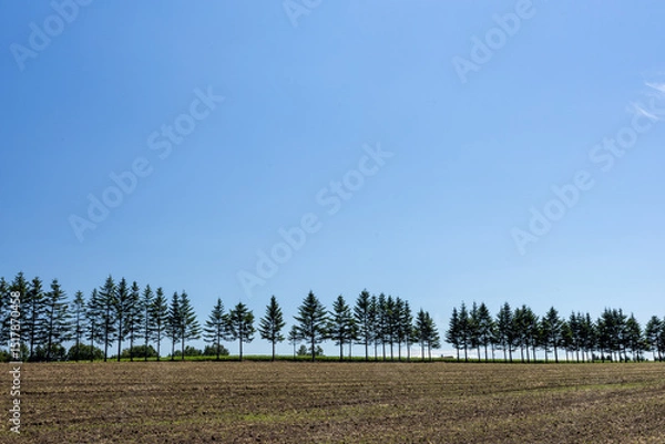 Fototapeta Trees and fields