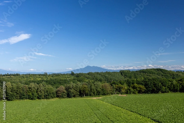 Fototapeta Mt. Shari and fields in summer
