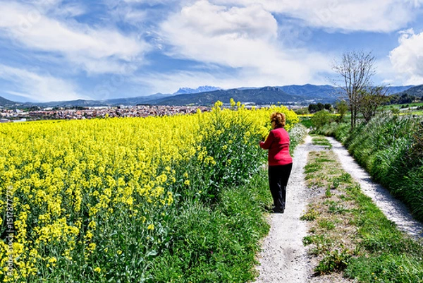 Obraz An elderly woman with curly blonde hair wearing a red sweater picking flowers in a field of yellow rapeseed. Nature, fields