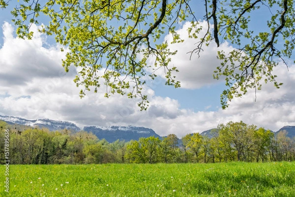 Obraz Champ vert et lisière de forêt au printemps