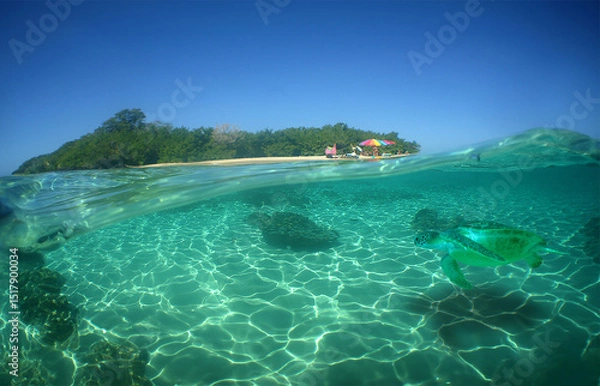 Fototapeta a beautiful green turtle swimming in the crystal clear waters of the Caribbean Sea