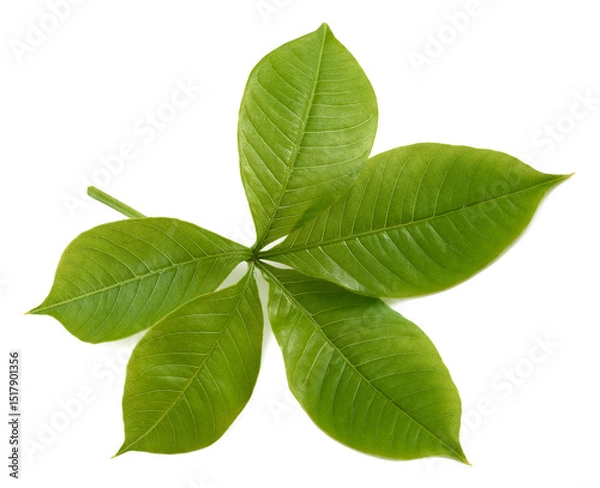 Obraz Baobab branch with leaves