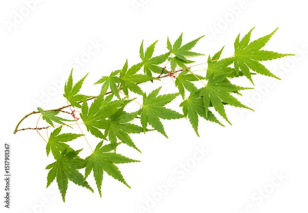 Obraz Palmate maple branch