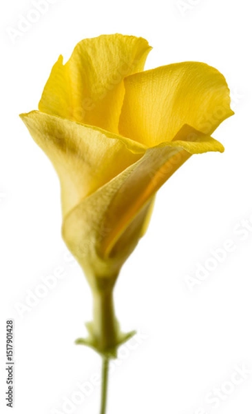 Obraz Yellow oleander flower