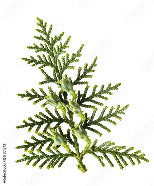 Obraz Chinese thuja sprig with cones