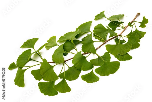 Obraz Ginkgo biloba branch with leaves