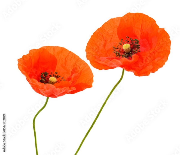 Obraz Red poppy flowers