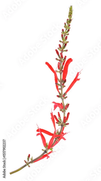 Obraz pineapple sage flowers