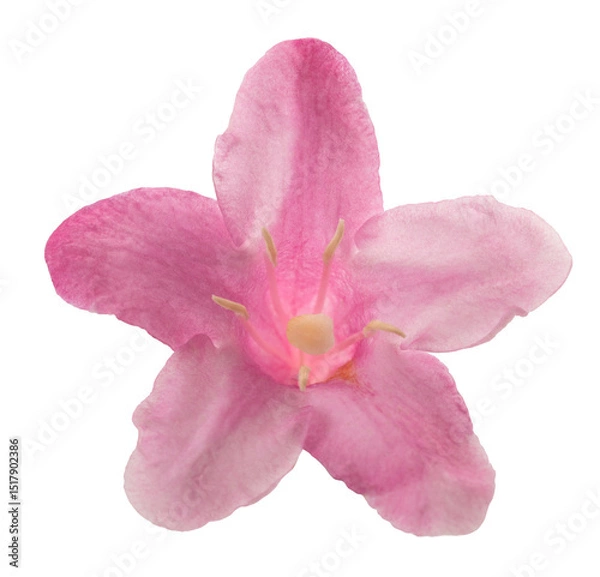 Obraz Old fashioned weigela