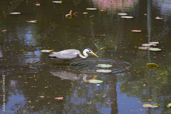 Obraz 鶴舞公園