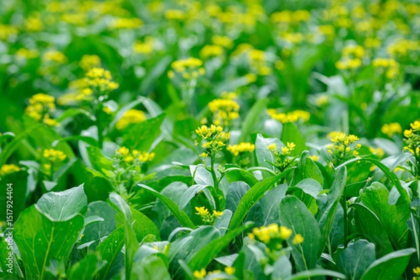 Fototapeta Green choy sum in growth at vegetable garden