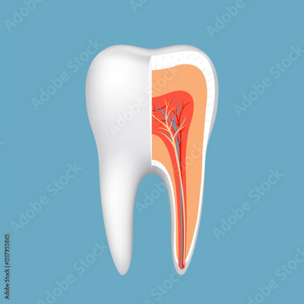 Obraz Healthy human tooth in section schematic close-up. Vector illustration.
