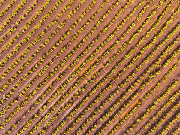 Obraz Overhead view of a blooming Marigold (Tagetes erecta) in India