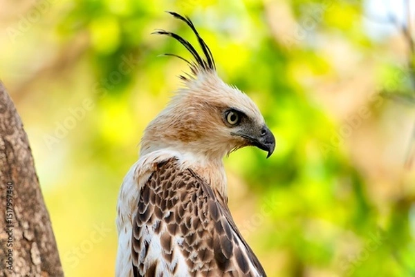 Obraz Changeable hawk Eagle or crested hawk-eagle, Nisaetus cirrhatus, Pench National Park , MadhyaPradesh, India