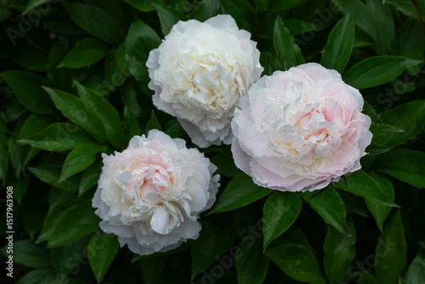 Obraz białe perłowe piwonie na tle zielonego ogrodu. white peony	